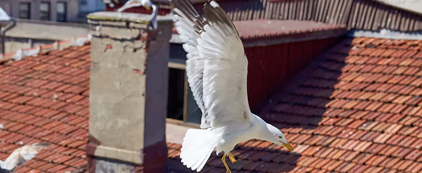 Residential Chimney Animal Removal Solution in Edina, MN