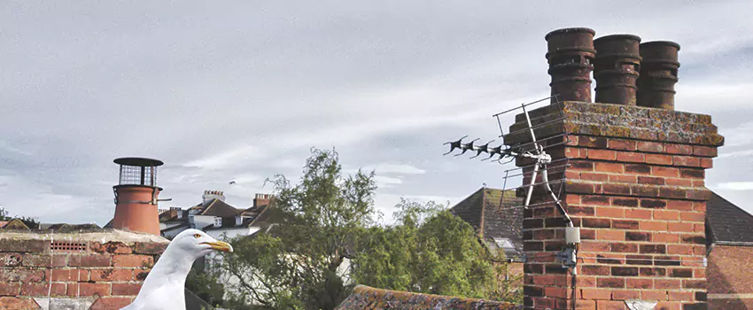 Chimney Cleaning And Restoration in Edina, Minnesota